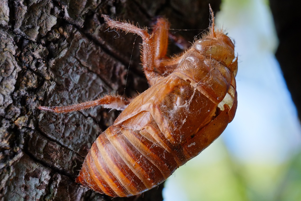 cicada animal chantui free photo