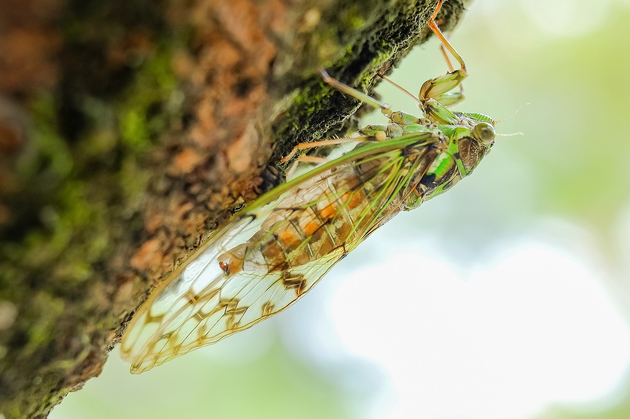 cicada animal insect free photo