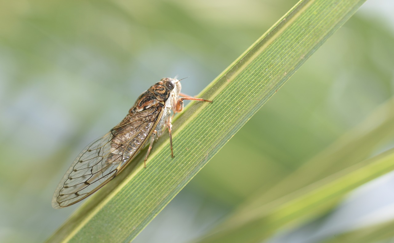 cicada insect nature free photo