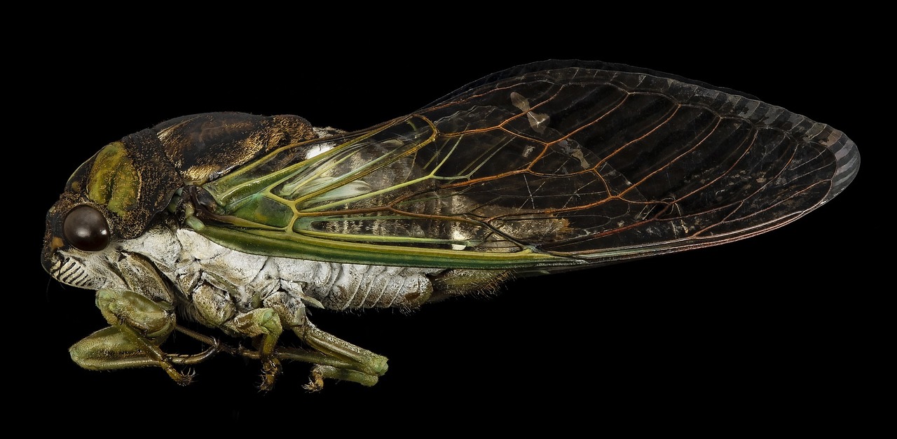 cicada insect macro free photo