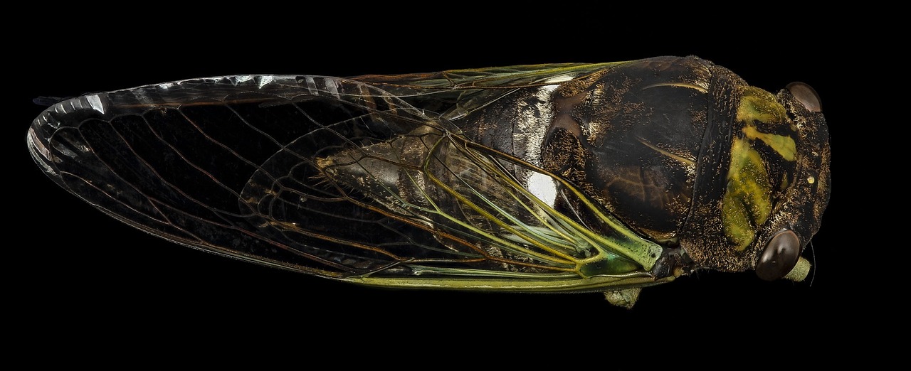 cicada insect macro free photo