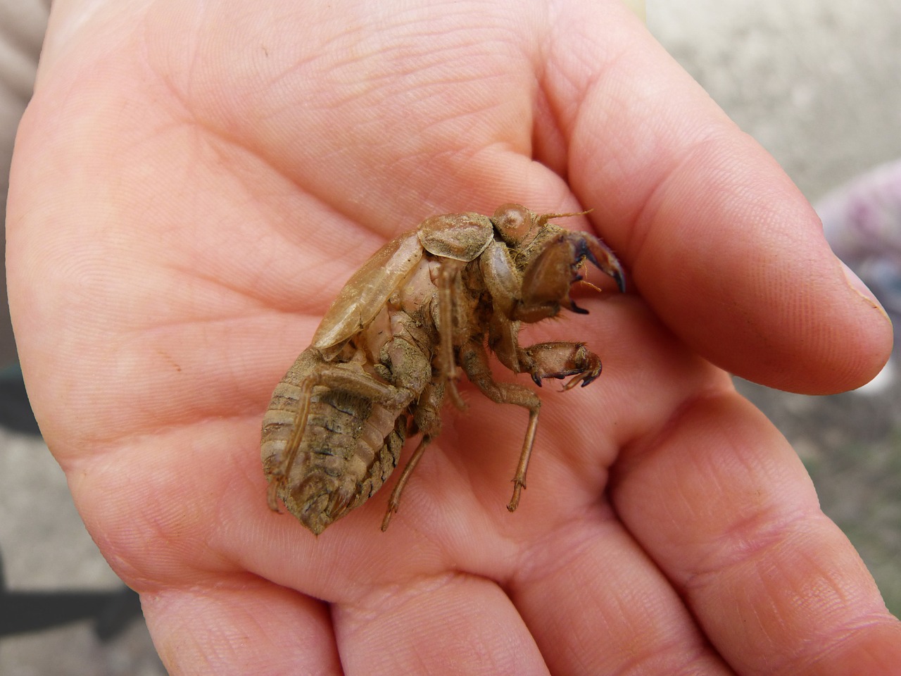 cicada skin muda free photo