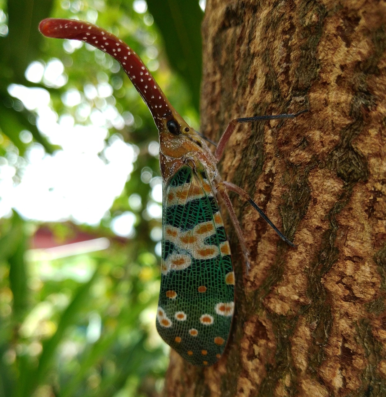 cicada clary  nature  pyrops candelaria free photo