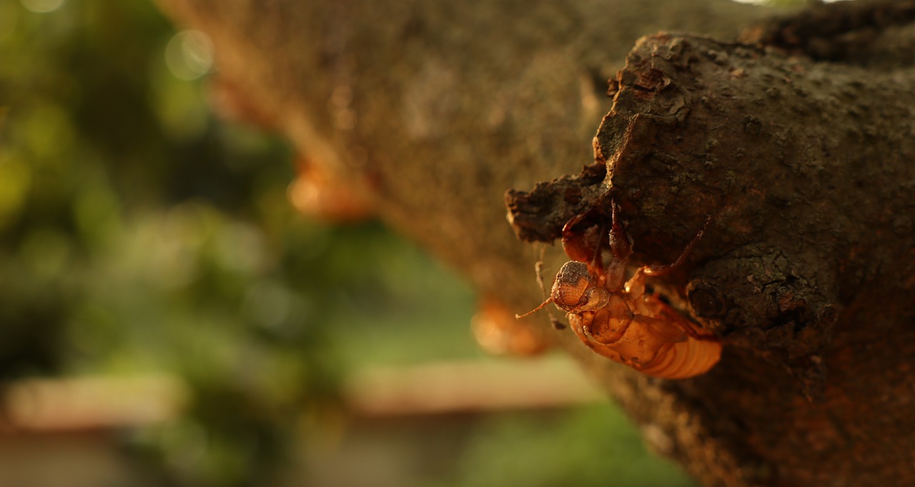 cicada covers  climb  tree free photo