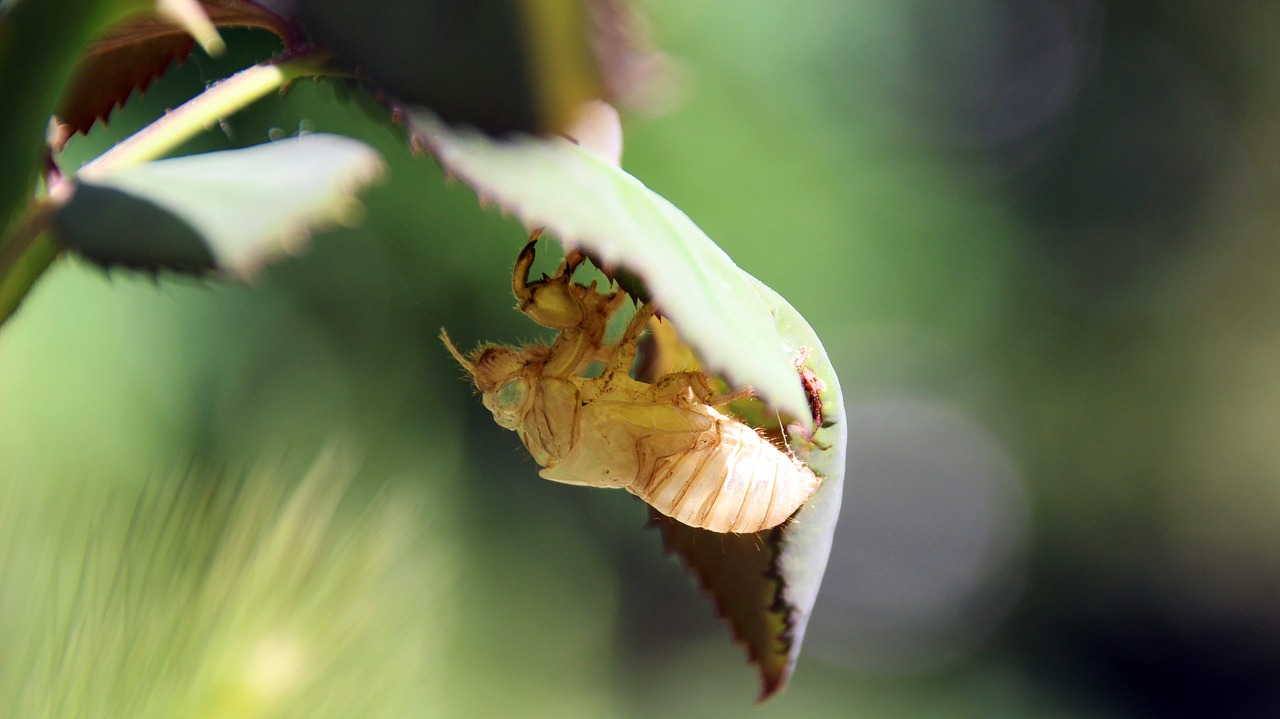 cicada moulting insect insect skin free photo