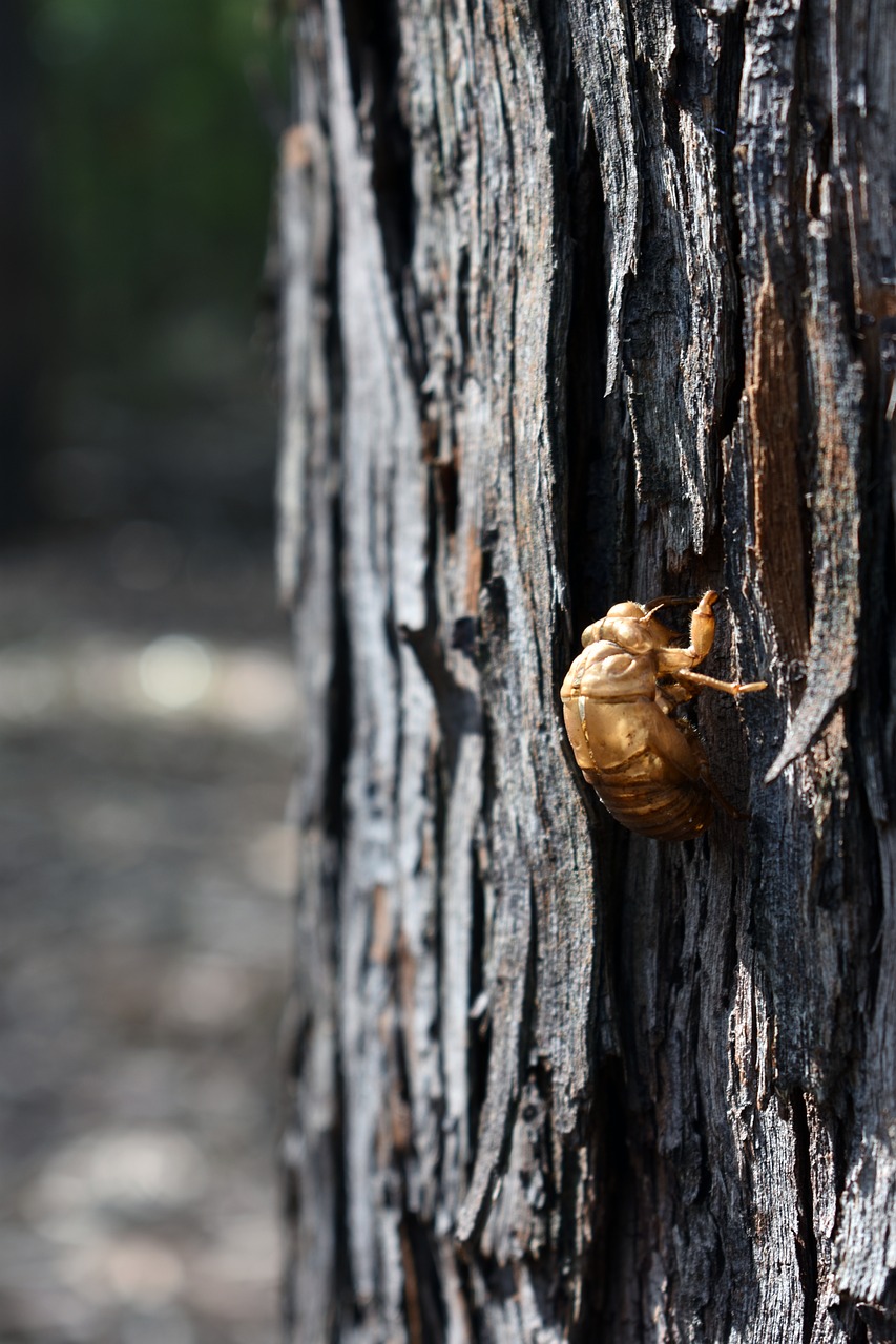 cicada shell  insect  shell free photo