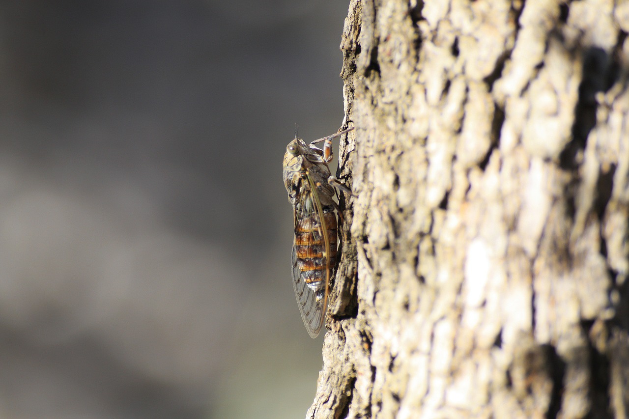 cicadas tree corsican free photo