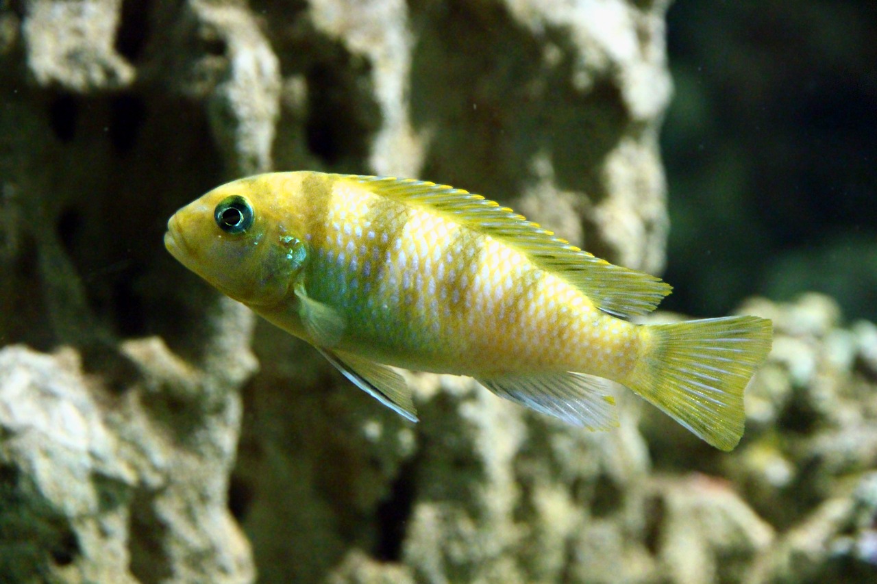cichlid  fish  aquarium free photo