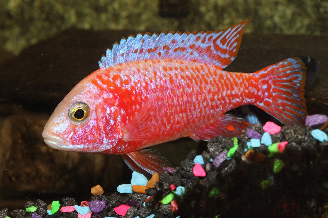 cichlid fish peacock free photo