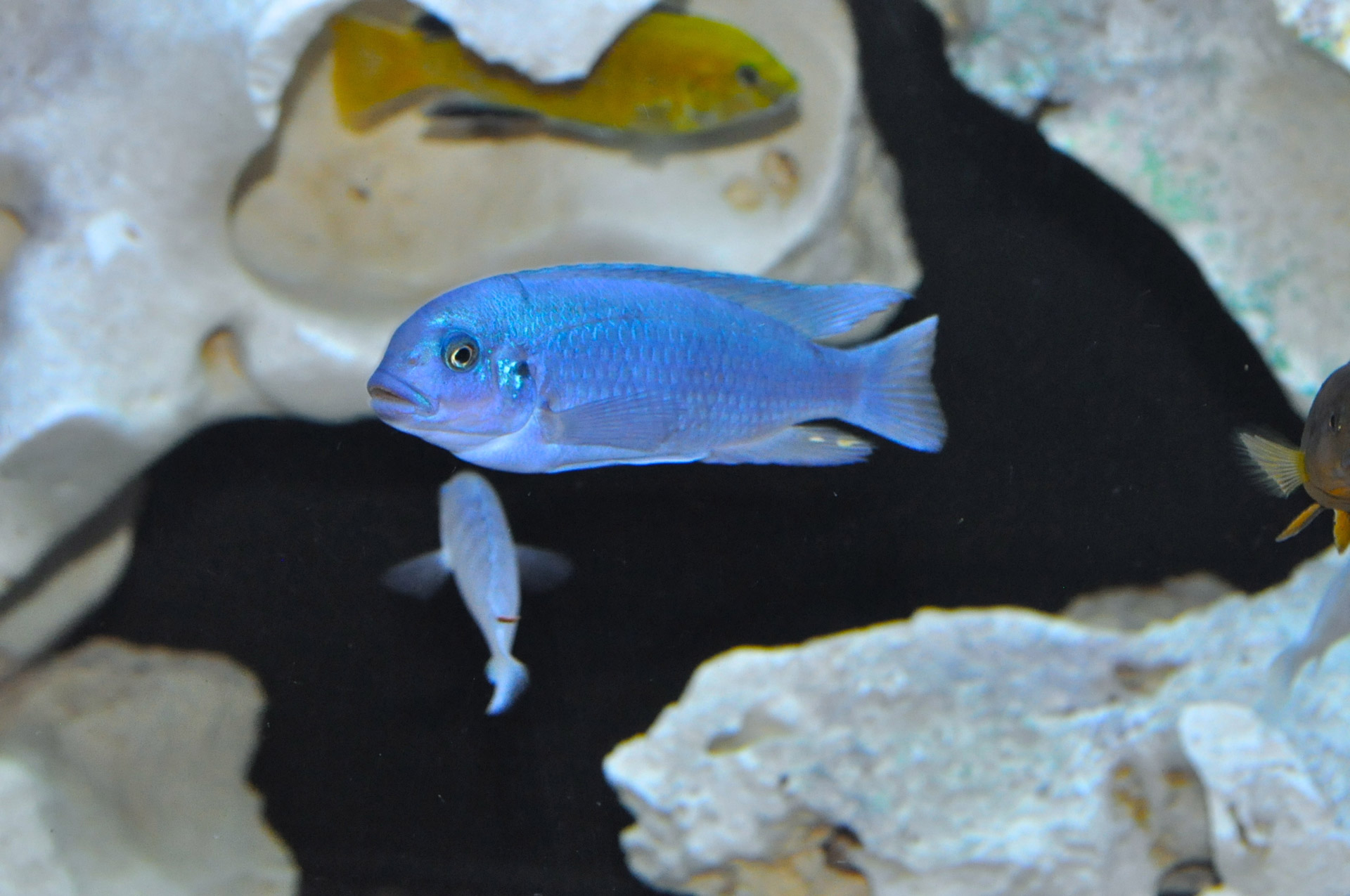 cichlid aquarium fish free photo