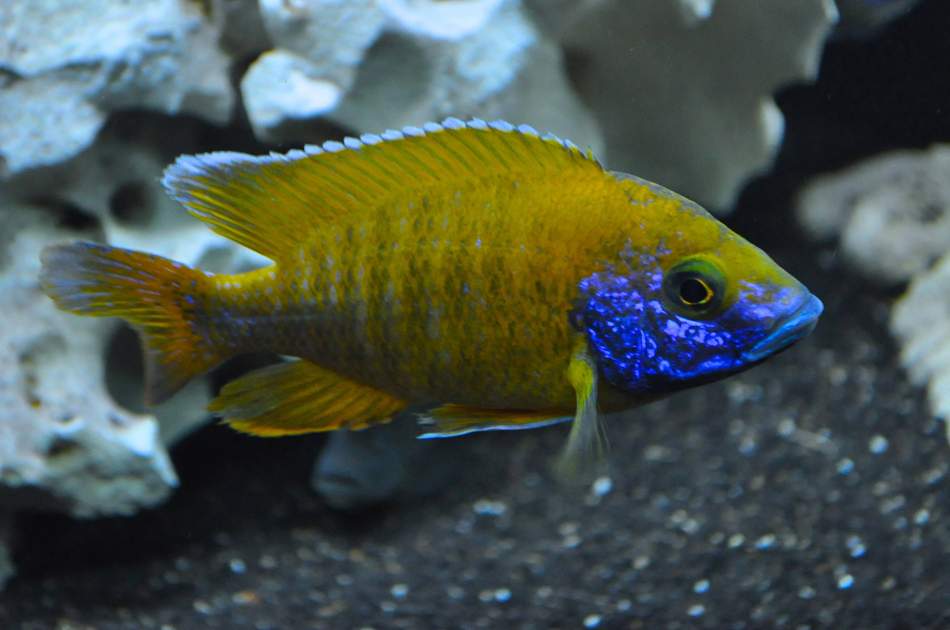 cichlid aquarium fish free photo