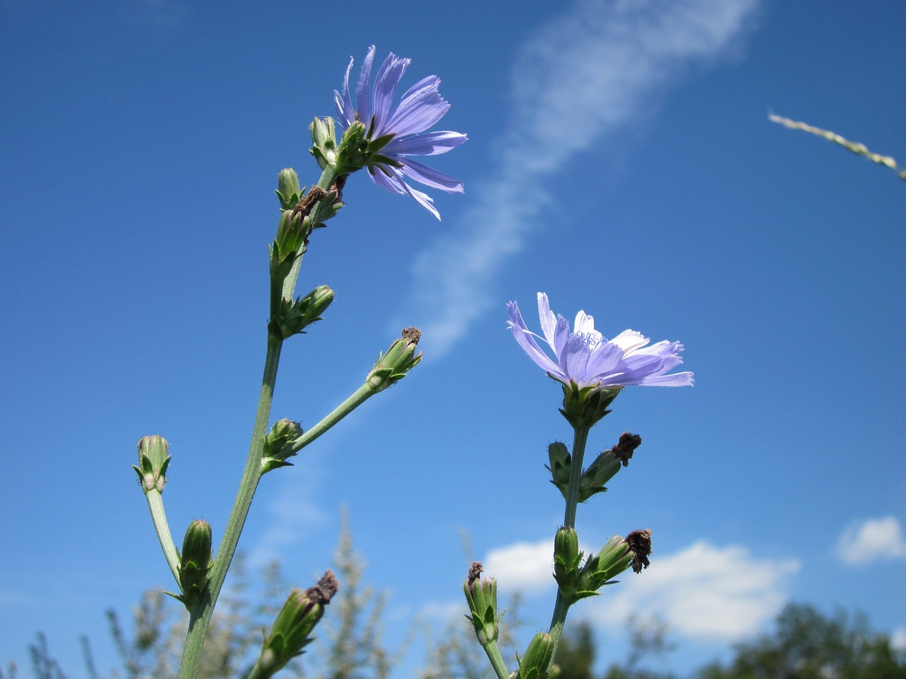 cichorium intybus chicory blue daisy free photo