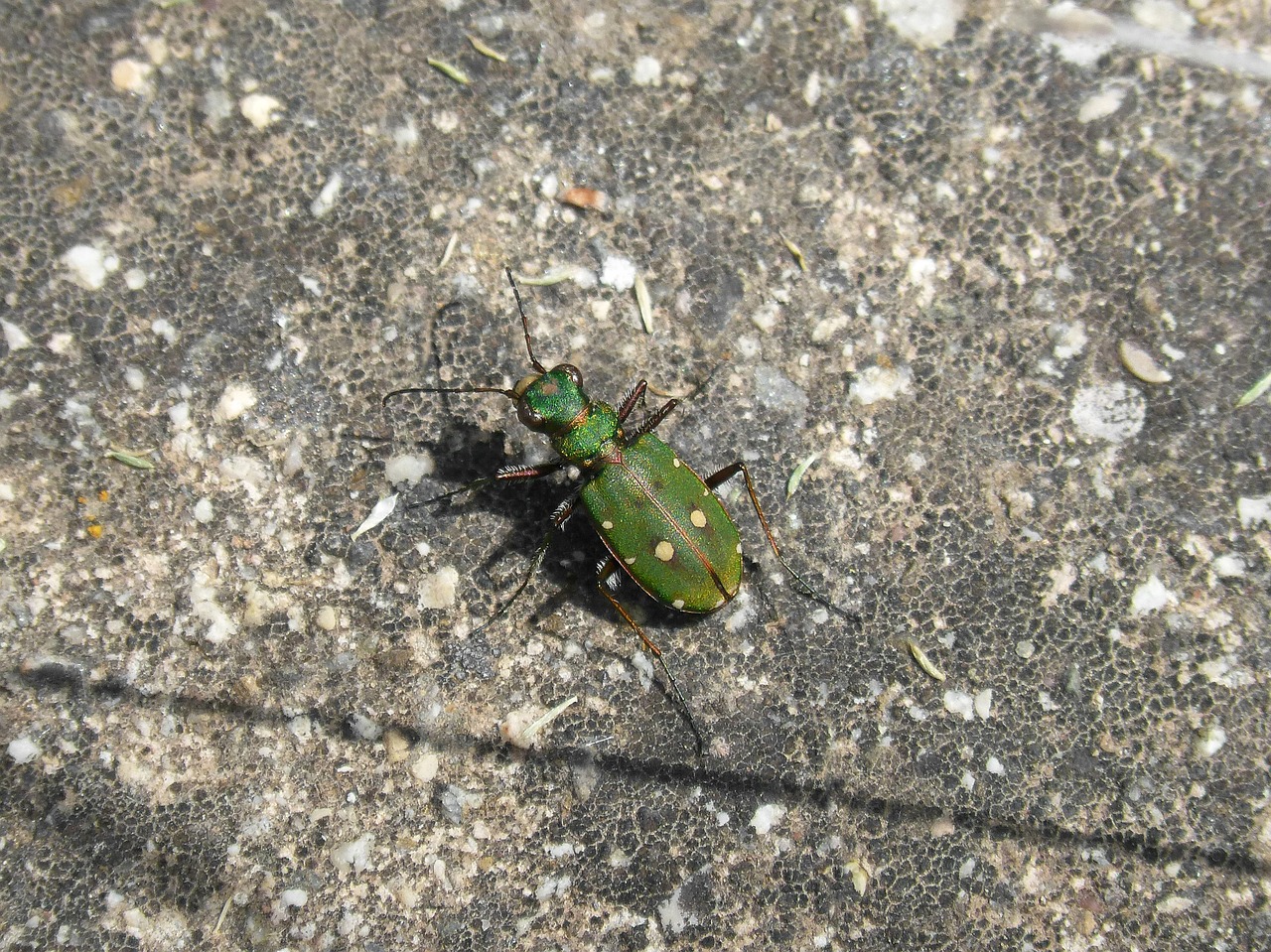 cicidella cicidella campestris insect free photo