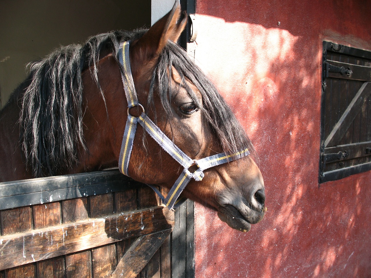 cicindela stallion horse free photo