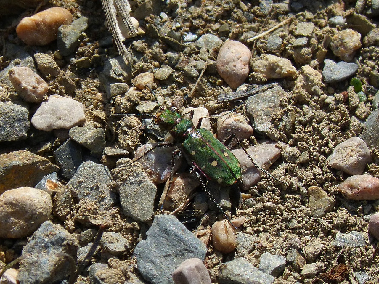cicindela campestris country cicindela green beetle free photo