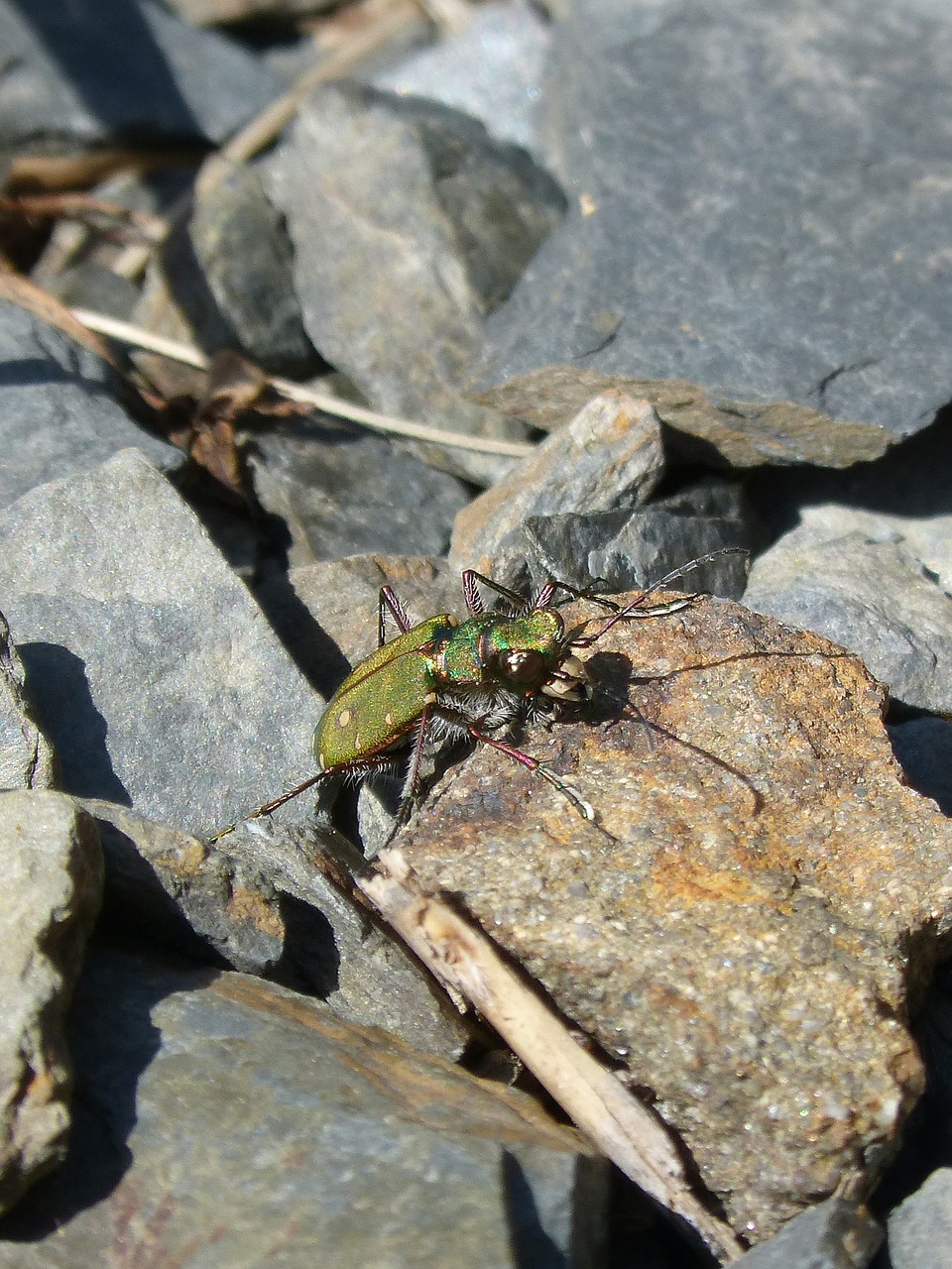 cicindela campestris country cicindela green beetle free photo