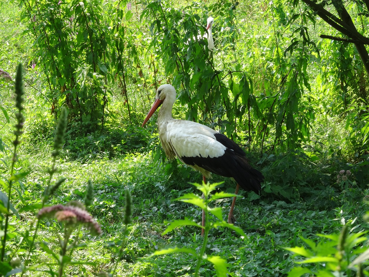 cicogne nature animal park free photo