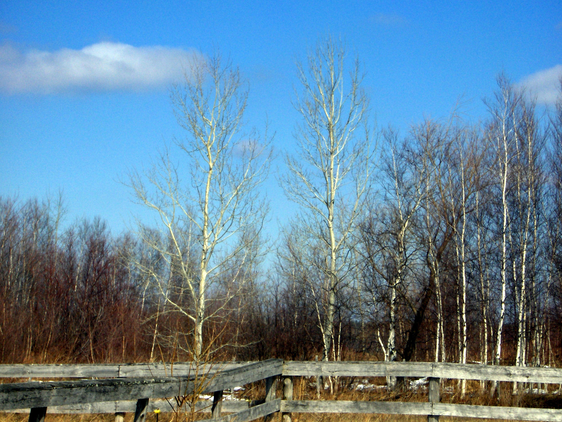 forest winter tree free photo