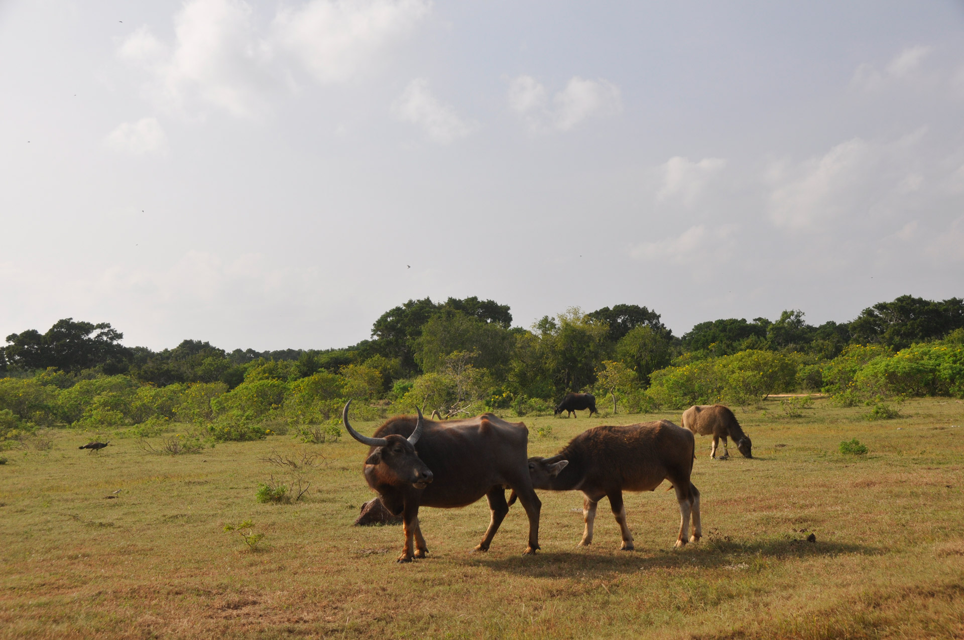 buffalo calf feed free photo