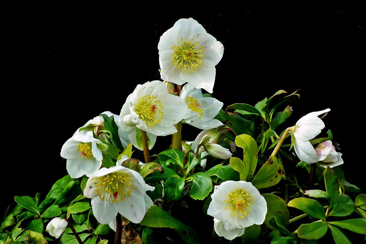 ciemierniki  white  flowers free photo