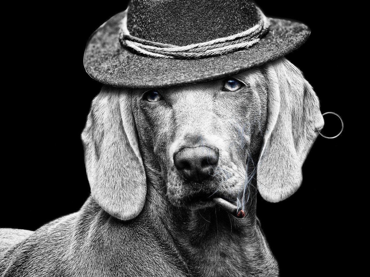 cigarette hat dog free photo