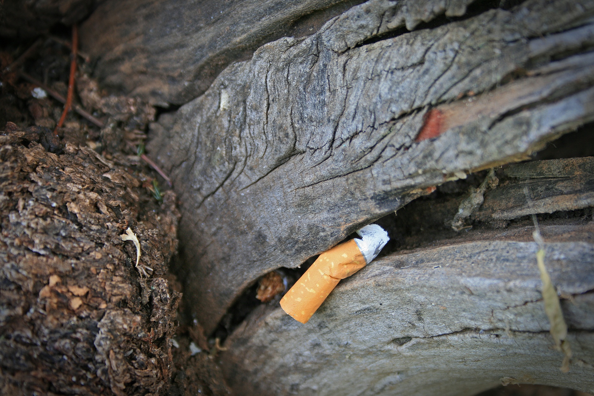 tree stump cigarette butt smoked free photo