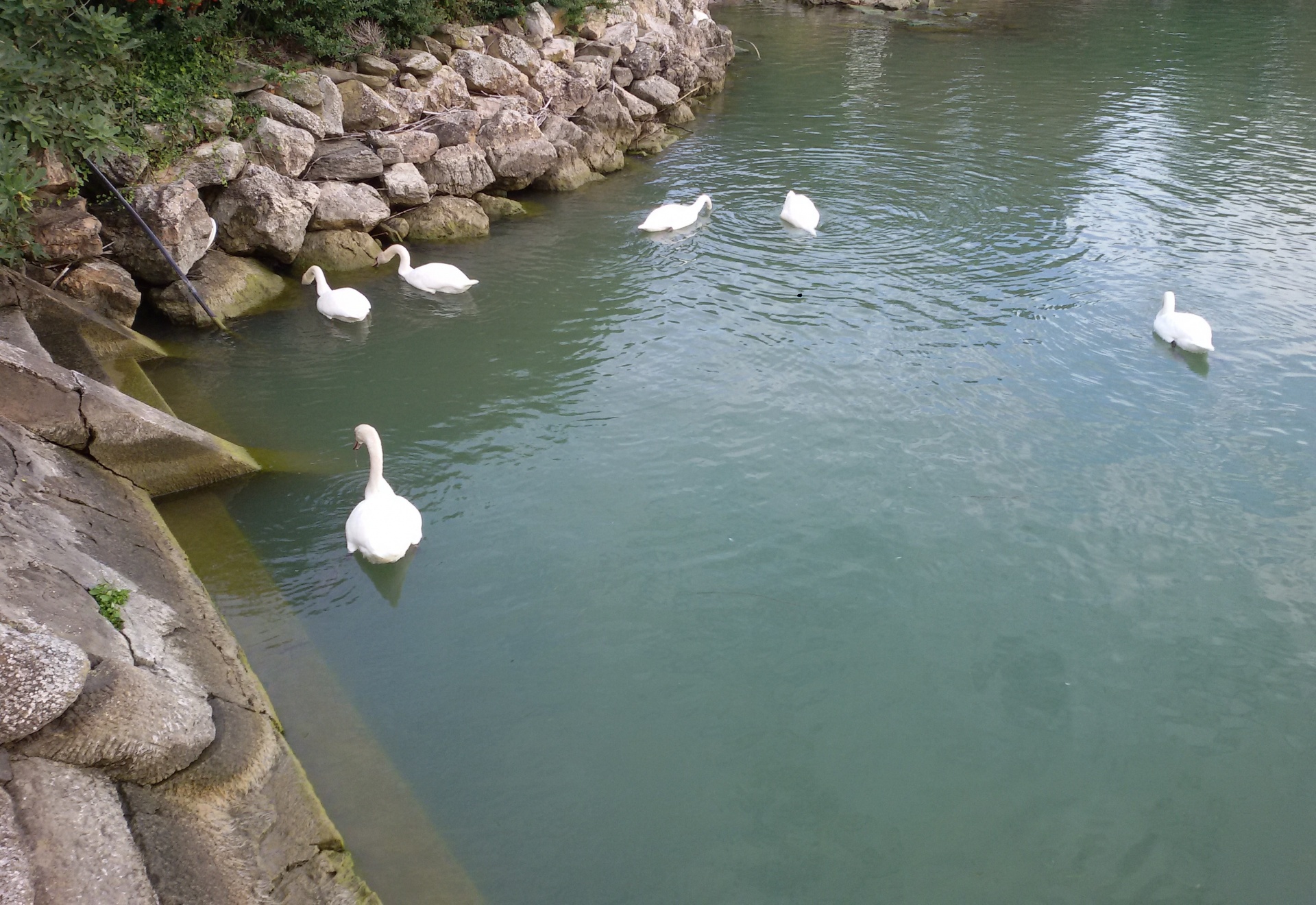 swans shore lake free photo