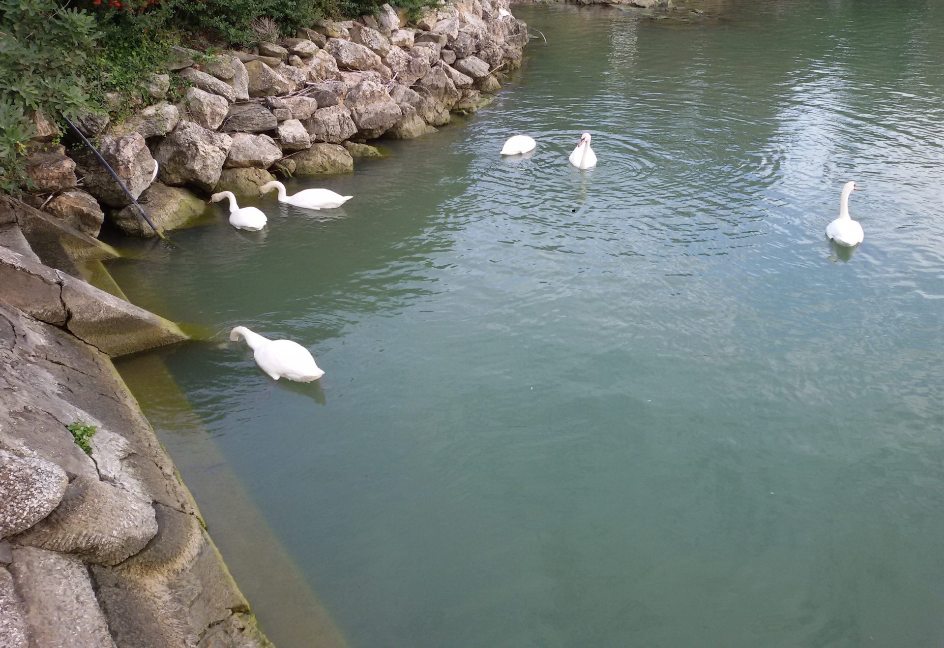 swans shore lake free photo