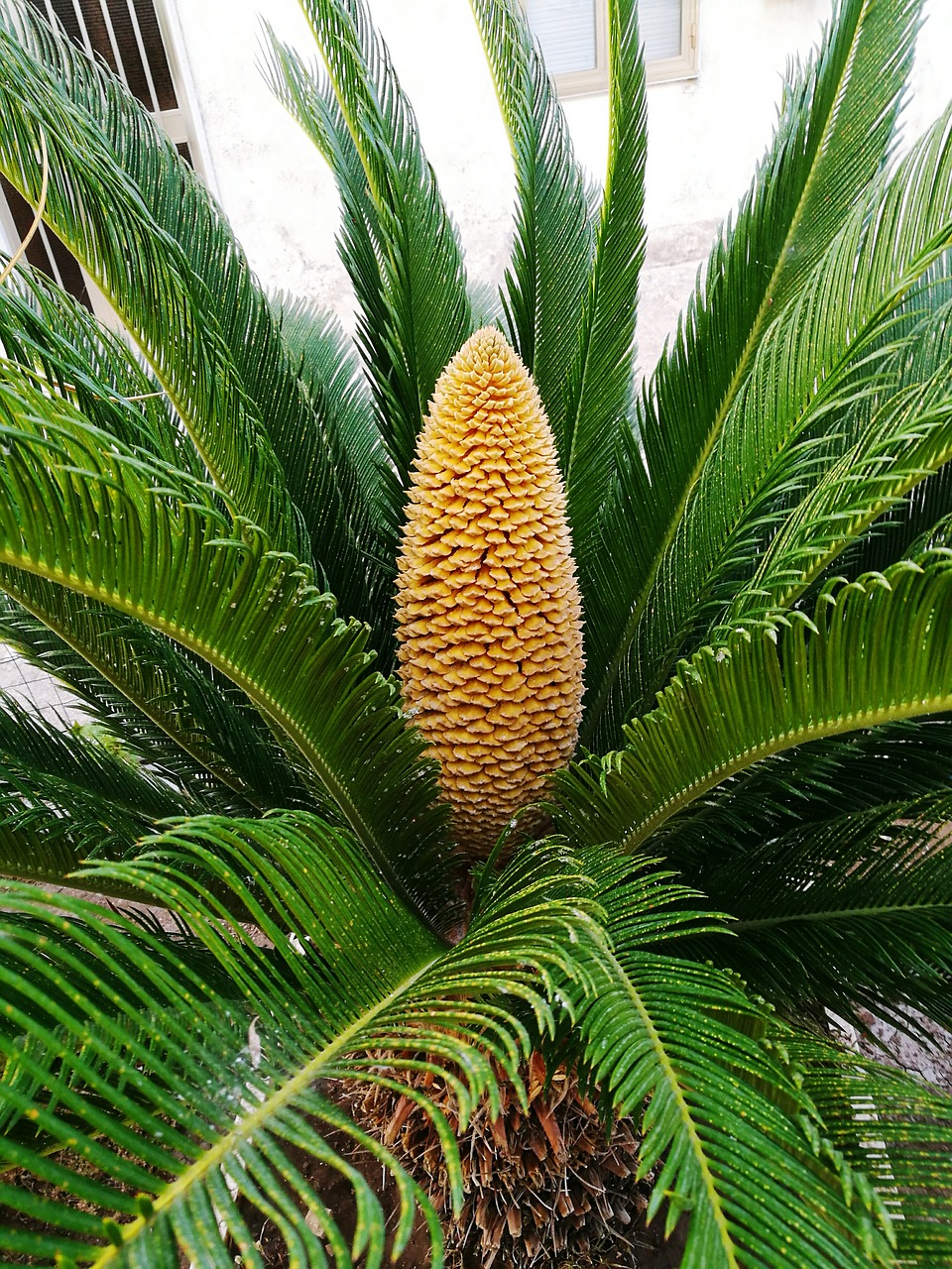 cycads flower sago palm free photo