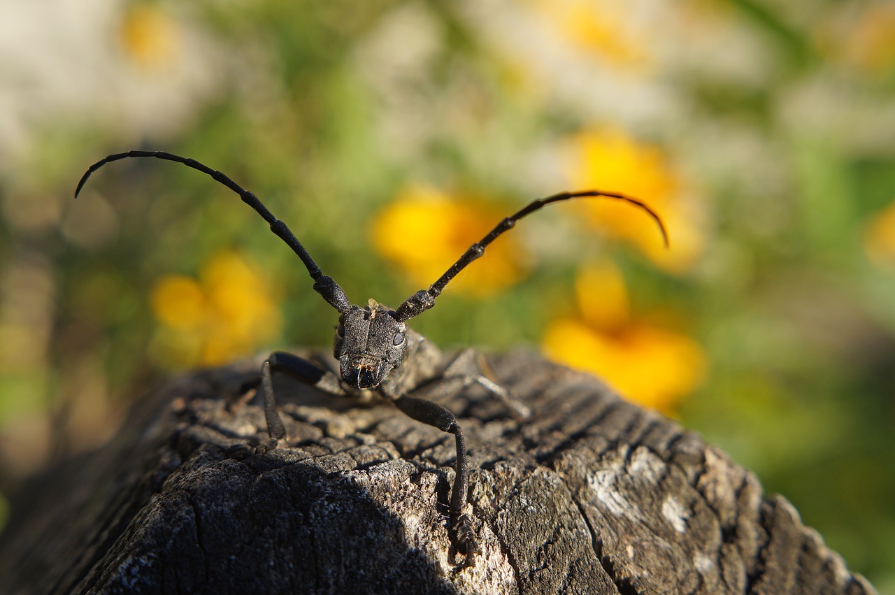 cincér insect beetle free photo