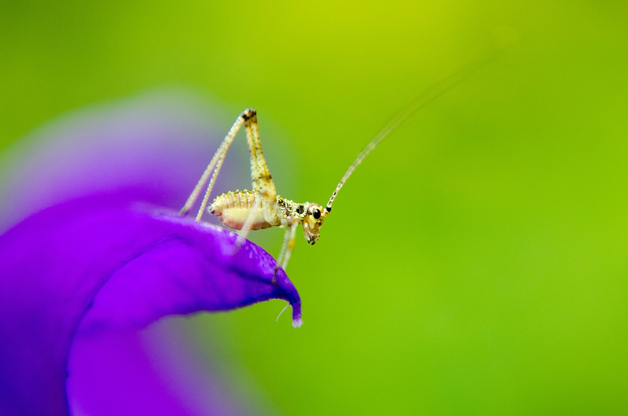 cincér insect macro free photo