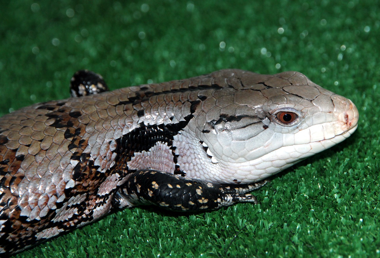 cineasti skink tiliqua lizard free photo