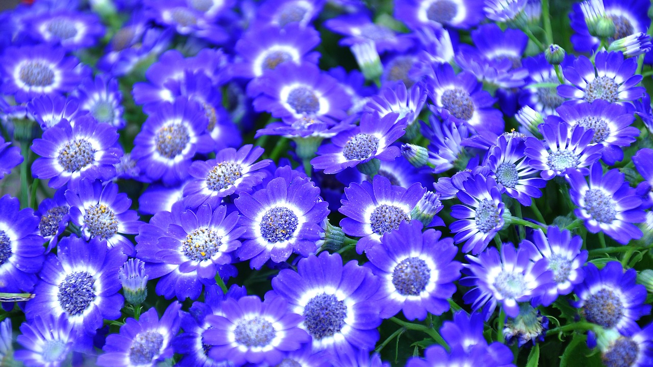 cineraria blue flower spring free photo