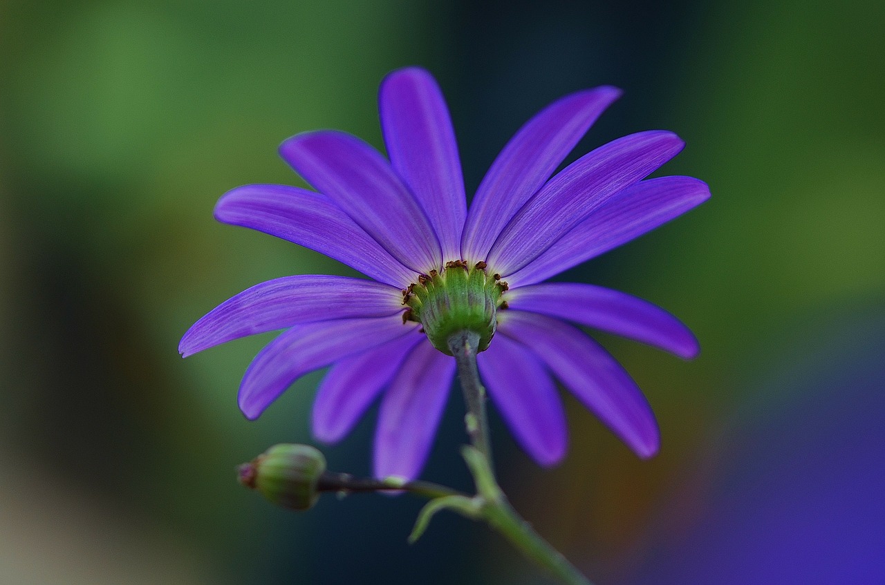 cineraria blue flowers free photo
