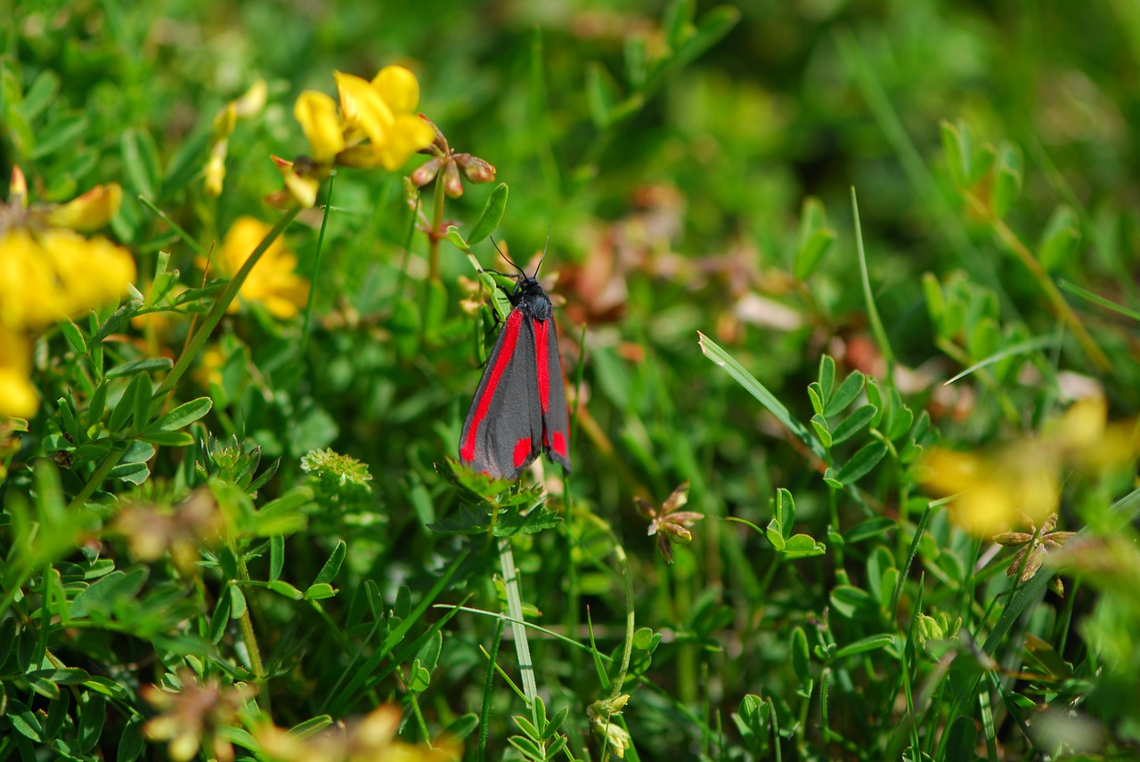 cinnabar moth moth spring free photo