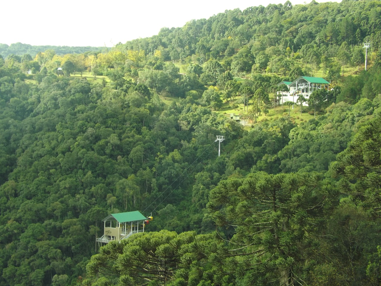 cinnamon rio grande do sul brazil free photo