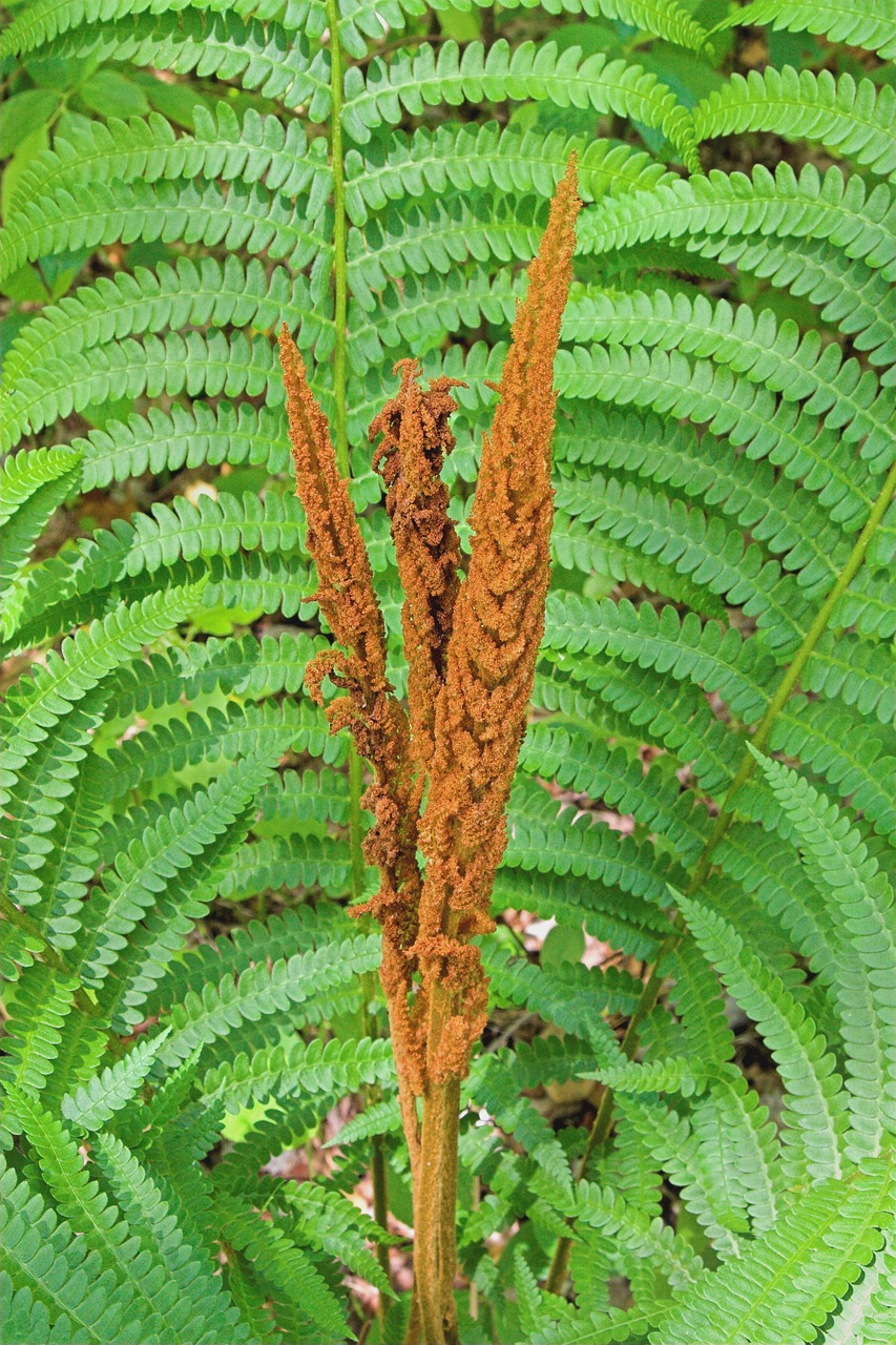 cinnamon fern pollen fern free photo