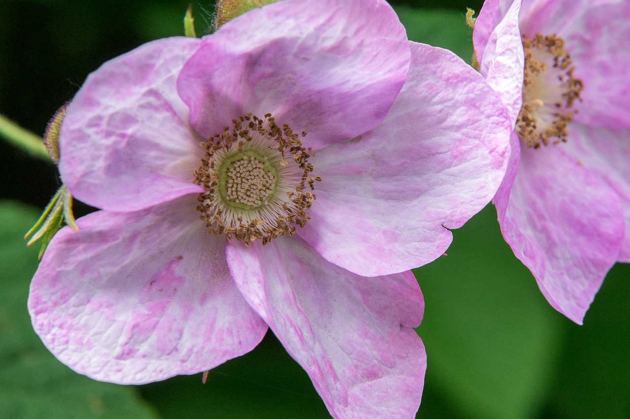 cinnamon raspberry  blossom  bloom free photo