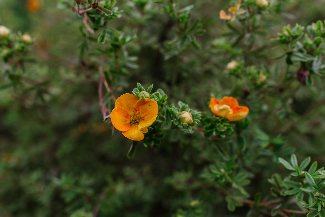 cinquefoil shrub  flowers  yellow free photo