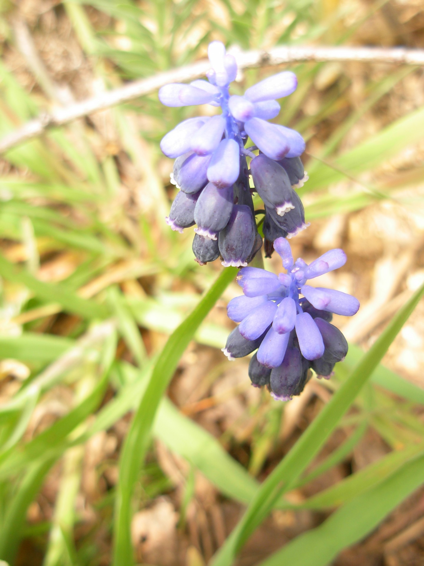 nature flowers spring free photo