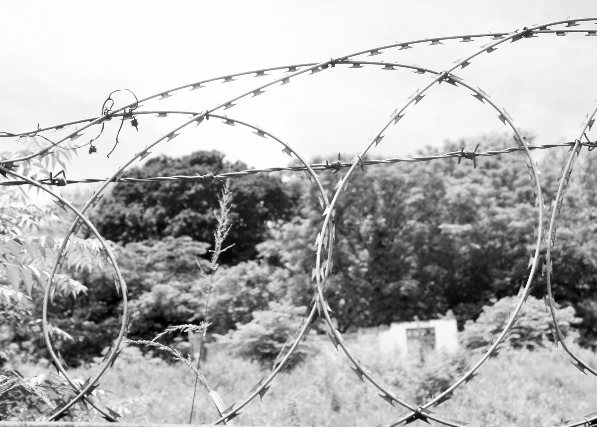 fence wire razor free photo