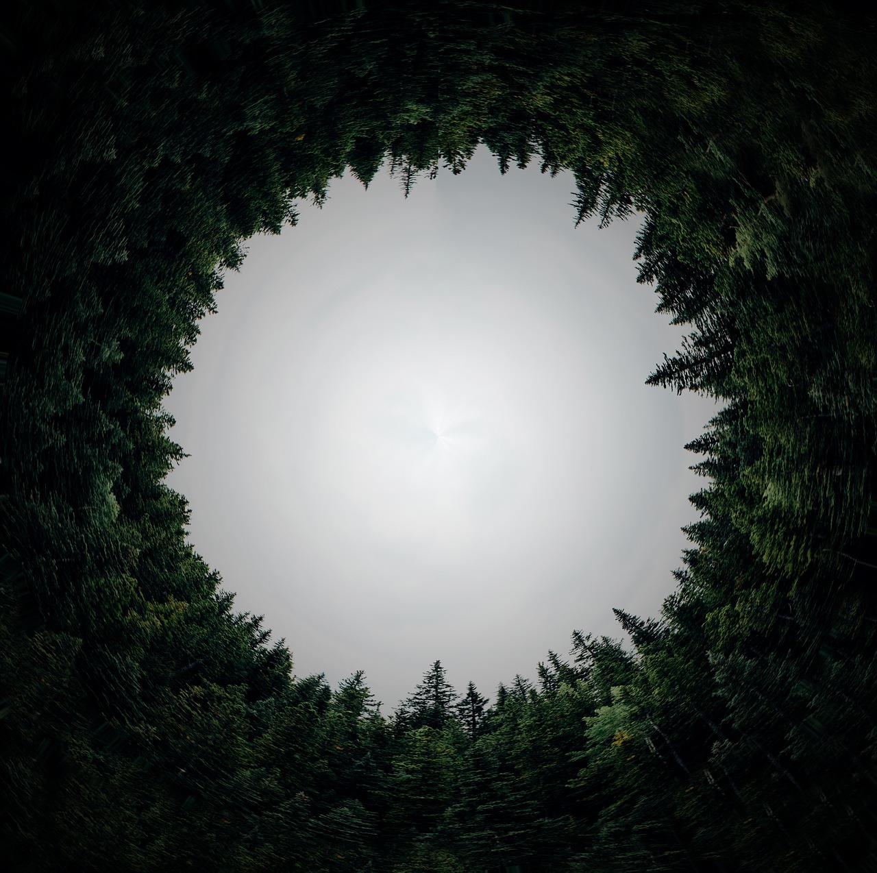 circular forest dimension free photo