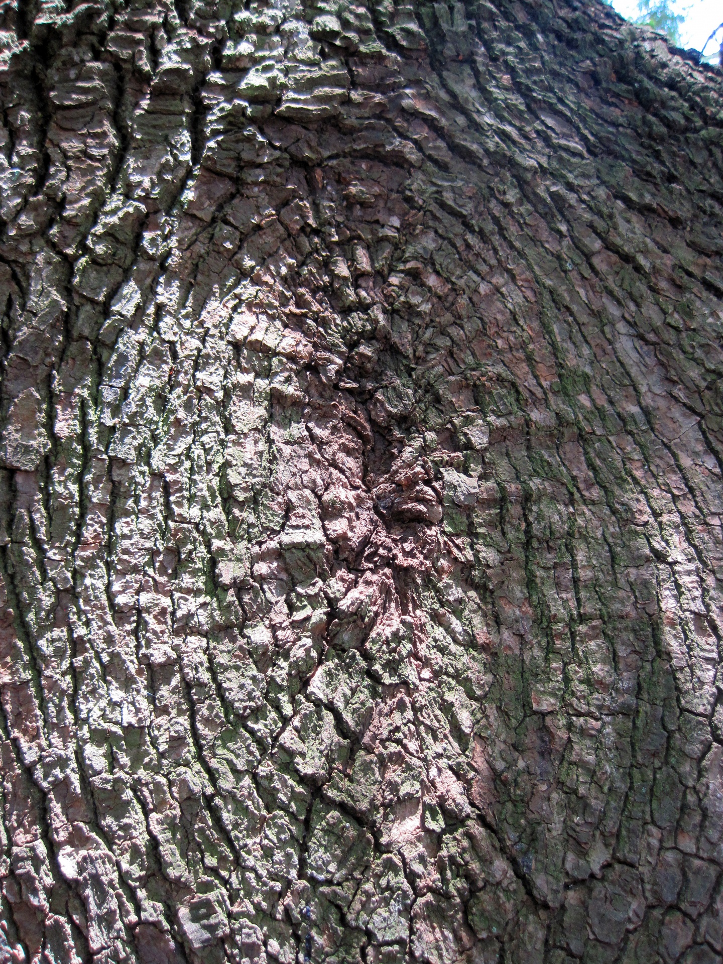 pattern bark tree free photo