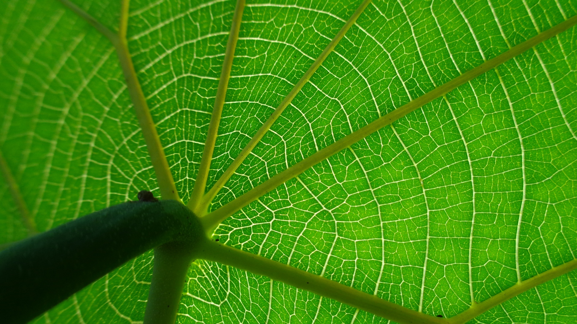 under leaf nature green free photo