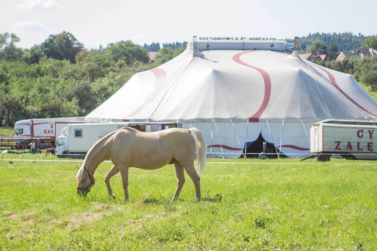 circus the horse circus tent free photo