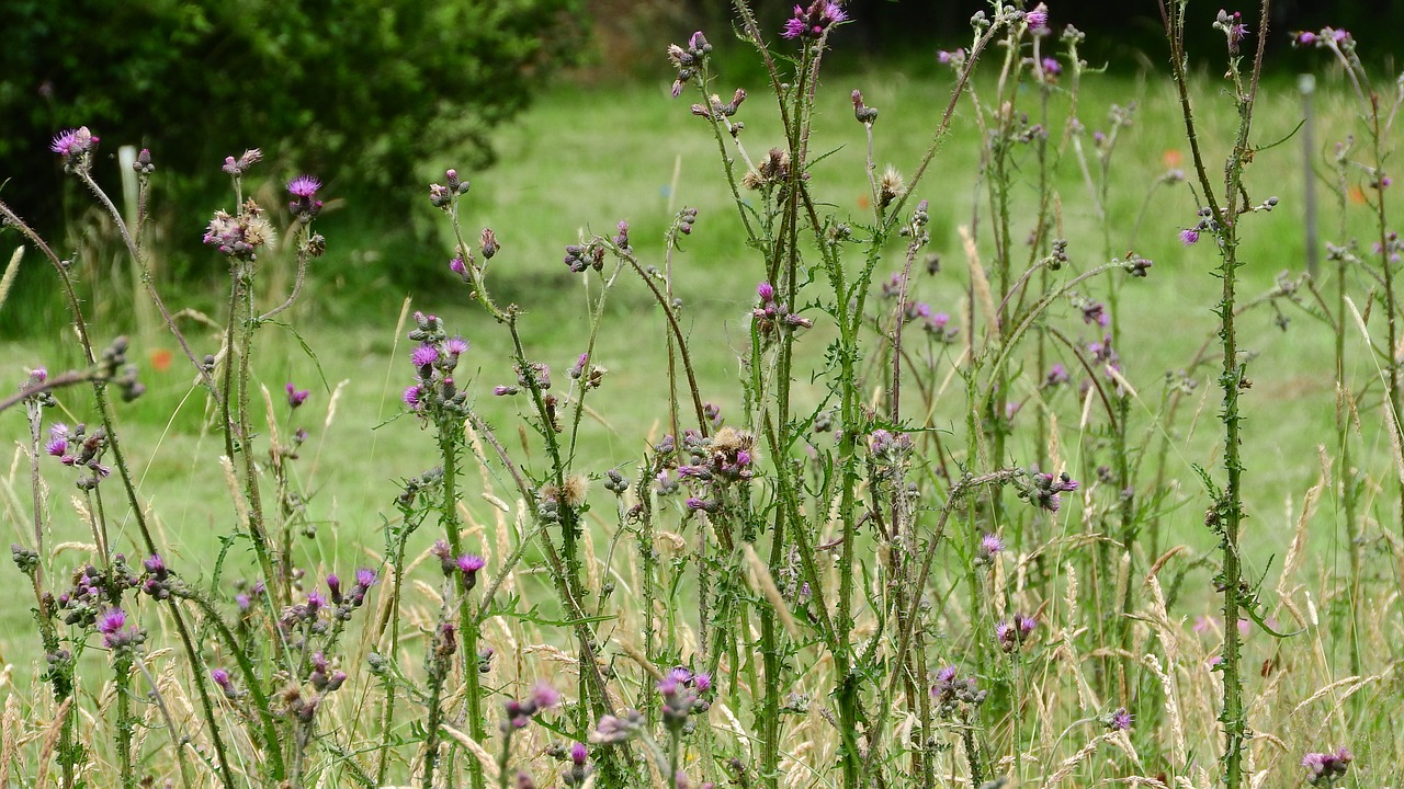 cirsium thistle meadow free photo