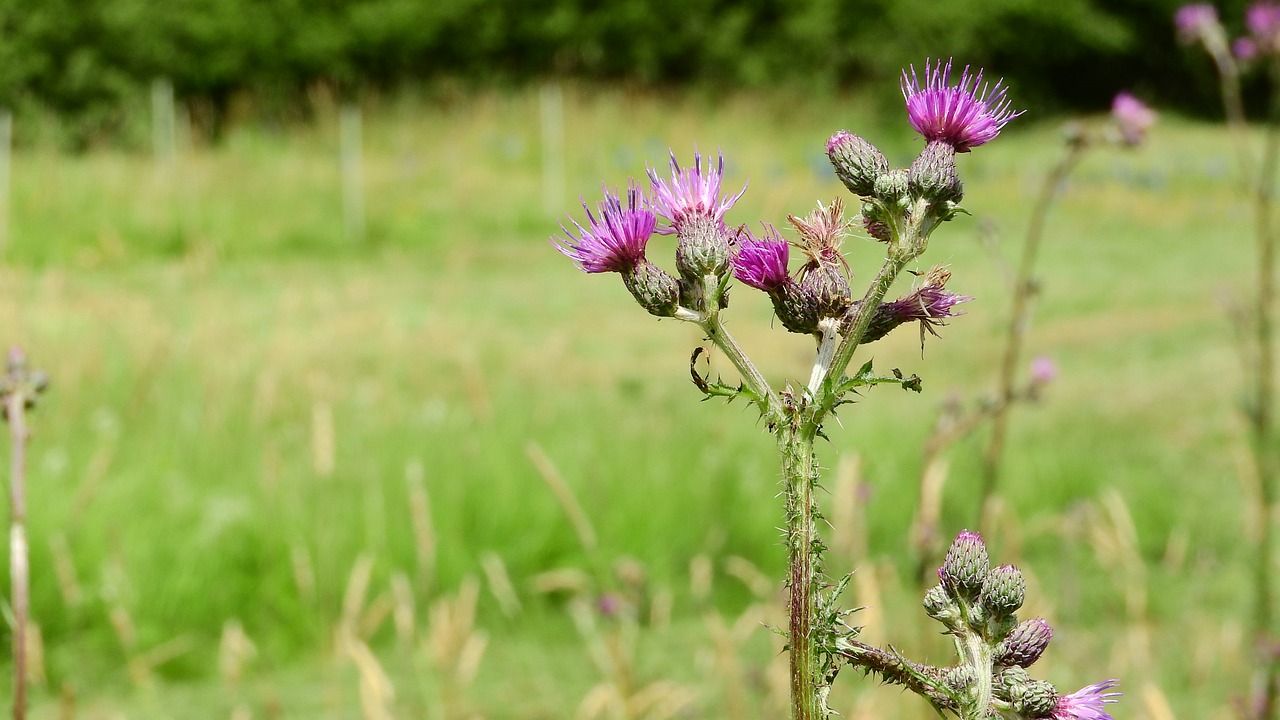 cirsium flower meadow free photo