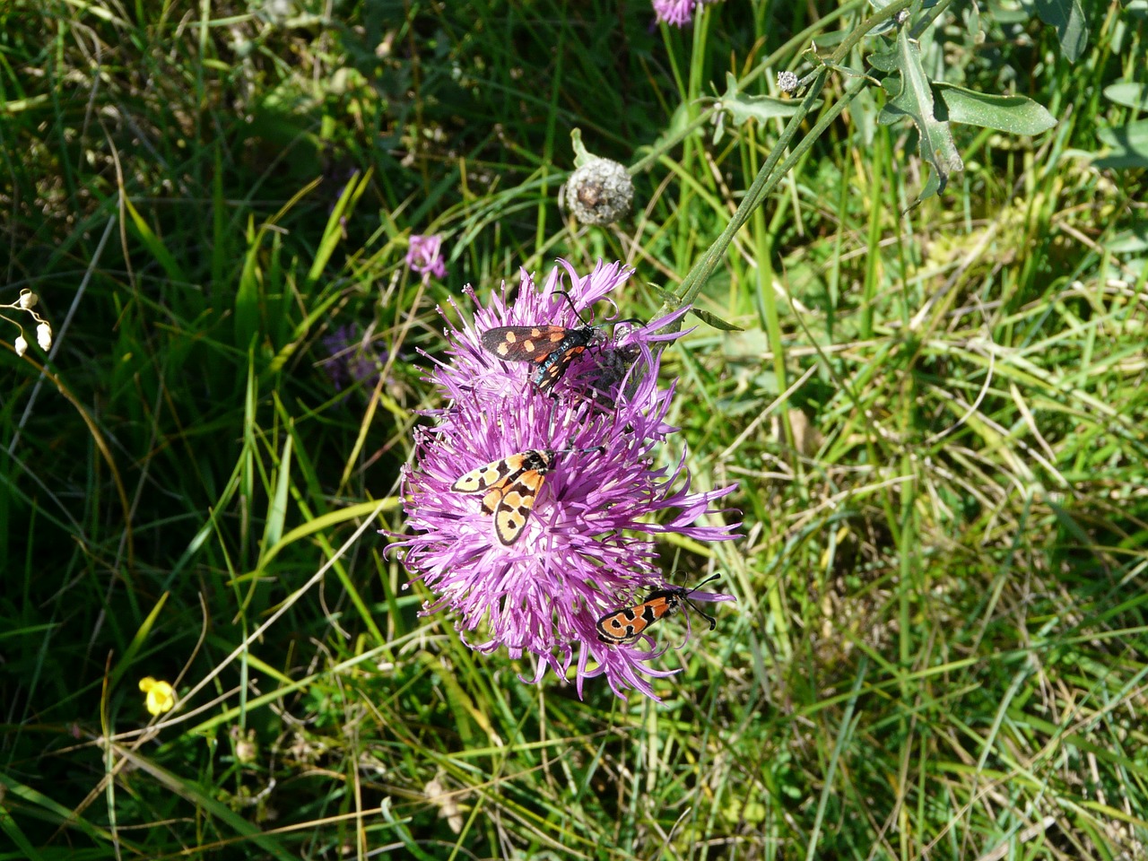 cirsium acaule flower nature free photo