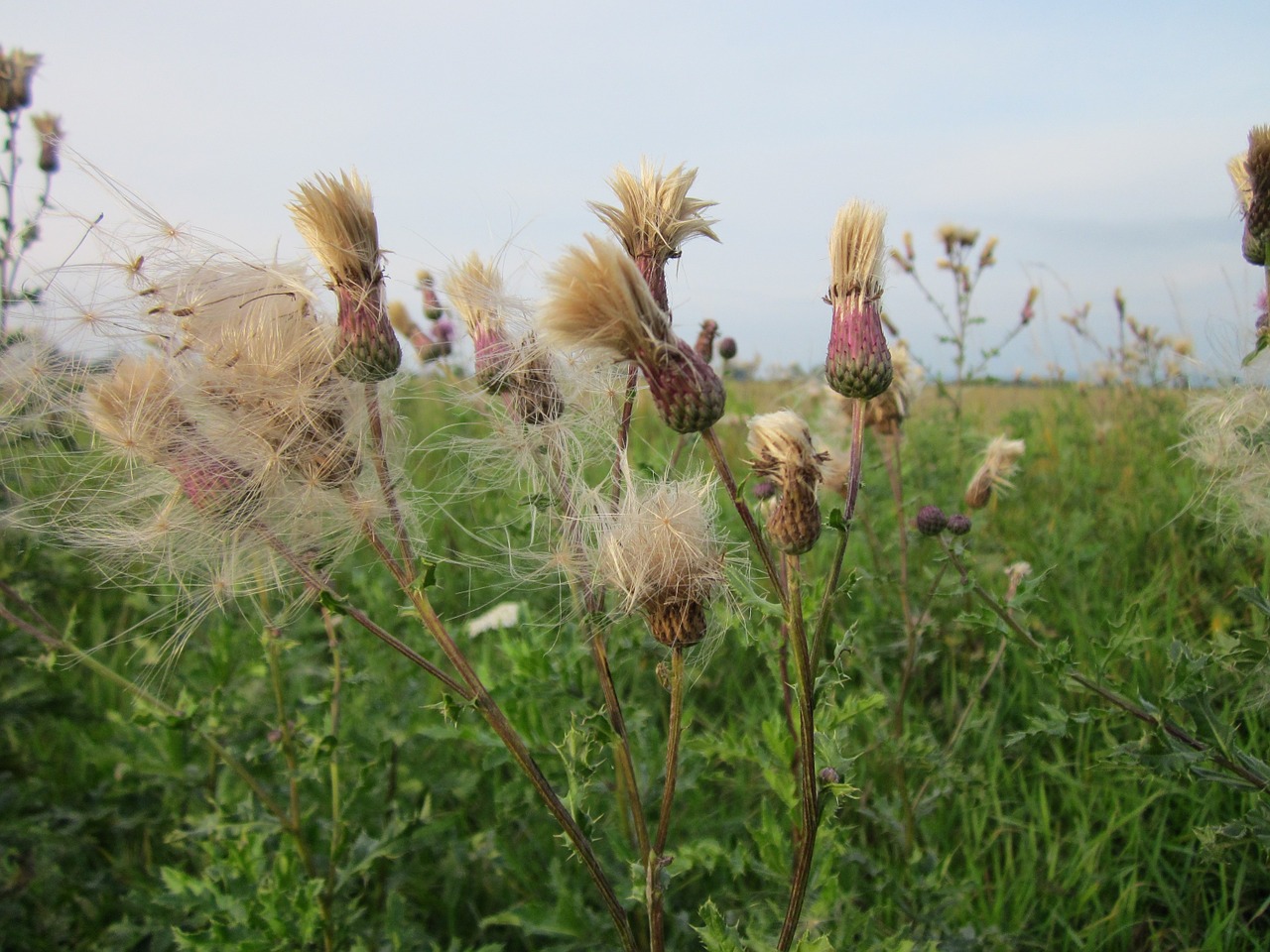 cirsium arvense creeping thistle corn thistle free photo