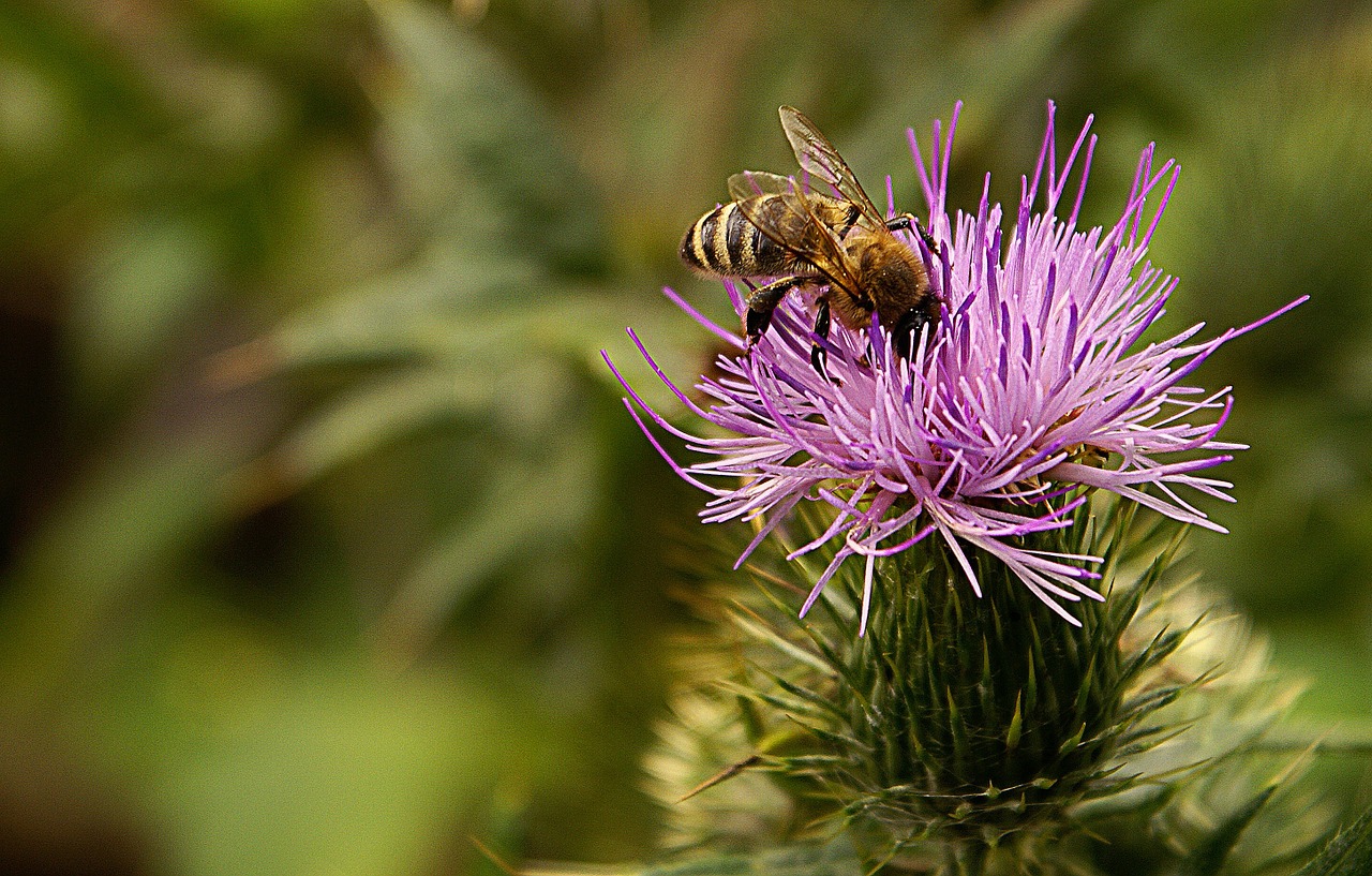 cirsium lanceolatum flora nature free photo